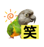 ヨウムのるいちゃんと仲間たち（個別スタンプ：32）