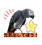 ヨウムのるいちゃんと仲間たち（個別スタンプ：34）
