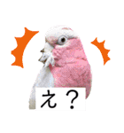 ヨウムのるいちゃんと仲間たち（個別スタンプ：35）