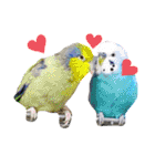ヨウムのるいちゃんと仲間たち（個別スタンプ：36）
