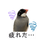 ヨウムのるいちゃんと仲間たち（個別スタンプ：37）