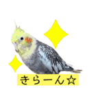 ヨウムのるいちゃんと仲間たち（個別スタンプ：38）