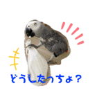 ヨウムのるいちゃんと仲間たち（個別スタンプ：39）