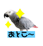 ヨウムのるいちゃんと仲間たち（個別スタンプ：40）