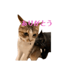 なかつるにゃんきょうだい！（個別スタンプ：2）