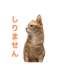 なかつるにゃんきょうだい！（個別スタンプ：7）