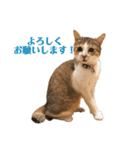 なかつるにゃんきょうだい！（個別スタンプ：9）