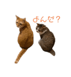 なかつるにゃんきょうだい！（個別スタンプ：16）