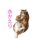 なかつるにゃんきょうだい！（個別スタンプ：31）