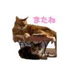 なかつるにゃんきょうだい！（個別スタンプ：36）