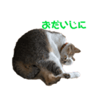 なかつるにゃんきょうだい！（個別スタンプ：38）