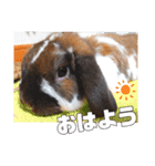 ゆーま公式24①（個別スタンプ：1）