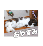 ゆーま公式24①（個別スタンプ：3）