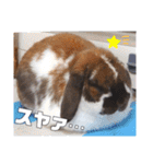 ゆーま公式24①（個別スタンプ：16）
