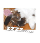 ゆーま公式24①（個別スタンプ：19）