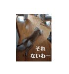 我が家の愛しいケモノたち（個別スタンプ：9）