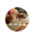 我が家の愛しいケモノたち（個別スタンプ：11）