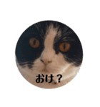 我が家の愛しいケモノたち（個別スタンプ：15）