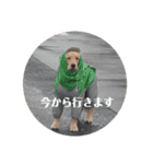 我が家の愛しいケモノたち（個別スタンプ：19）