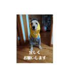 我が家の愛しいケモノたち（個別スタンプ：22）