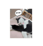 我が家の愛しいケモノたち（個別スタンプ：23）