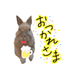 うさぎのルイくん（個別スタンプ：3）