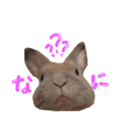 うさぎのルイくん（個別スタンプ：4）