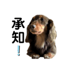 おじい犬じゃっちゃん2（個別スタンプ：1）