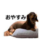 おじい犬じゃっちゃん2（個別スタンプ：7）