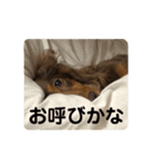 おじい犬じゃっちゃん2（個別スタンプ：10）