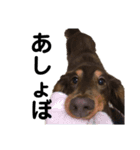 おじい犬じゃっちゃん2（個別スタンプ：12）