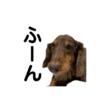 おじい犬じゃっちゃん2（個別スタンプ：16）
