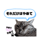 ねこ目線 Nice（個別スタンプ：1）