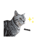 ねこ目線 Nice（個別スタンプ：2）