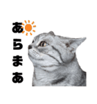 ねこ目線 Nice（個別スタンプ：5）