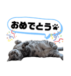 ねこ目線 Nice（個別スタンプ：6）