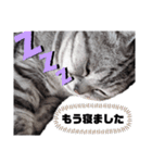 ねこ目線 Nice（個別スタンプ：7）