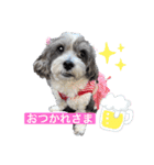 シャルルの日常❤️（個別スタンプ：13）