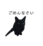 黒猫のスタンプ①（個別スタンプ：2）