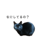 黒猫のスタンプ①（個別スタンプ：5）