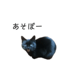 黒猫のスタンプ①（個別スタンプ：6）