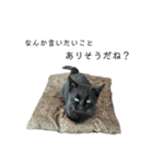 黒猫のスタンプ①（個別スタンプ：20）