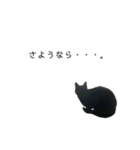 黒猫のスタンプ①（個別スタンプ：24）