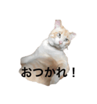 うちのカリンさん2（個別スタンプ：1）