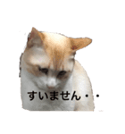 うちのカリンさん2（個別スタンプ：8）