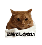 デブネコの小言スタンプ（個別スタンプ：1）