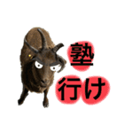 びびツー（個別スタンプ：9）