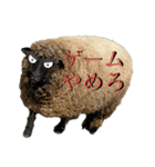 びびツー（個別スタンプ：10）