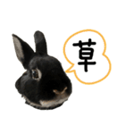 びびツー（個別スタンプ：11）