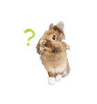 ライオンうさぎのぐんちゃん（個別スタンプ：1）
